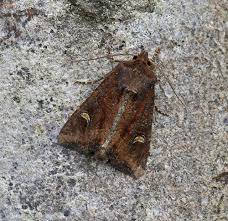 Attēlu rezultāti vaicājumam “Celaena leucostigma”