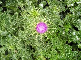 Image result for Silybum marianum