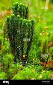 Attēlu rezultāti vaicājumam “Huperzia selago”