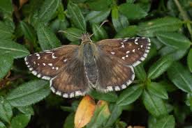 Attēlu rezultāti vaicājumam “Pyrgus alveus”