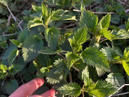 Attēlu rezultāti vaicājumam “Cardamine impatiens fruit”