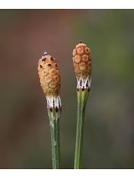 Attēlu rezultāti vaicājumam “Equisetum variegatum”