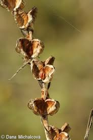 Attēlu rezultāti vaicājumam “Gladiolus imbricatus bud”