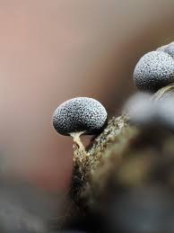 Attēlu rezultāti vaicājumam “Physarum penetrale macro”