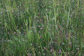 Attēlu rezultāti vaicājumam “Eleocharis uniglumis fruit”