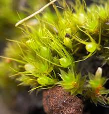 Attēlu rezultāti vaicājumam “Pleuridium subulatum”