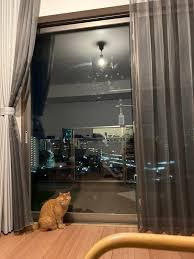 「珠千代」の画像検索結果