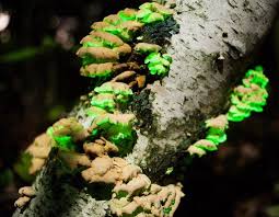 Attēlu rezultāti vaicājumam “Panellus stipticus”