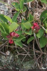 Attēlu rezultāti vaicājumam “Vaccinium angustifolium”