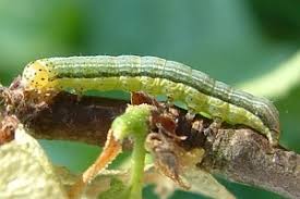 Attēlu rezultāti vaicājumam “Orthosia sp.”