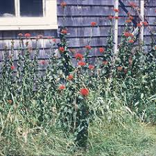 Attēlu rezultāti vaicājumam “Silene chalcedonica fruit”