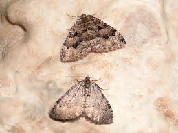 Attēlu rezultāti vaicājumam “Triphosa dubitata”