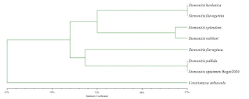 Attēlu rezultāti vaicājumam “Stemonitis pallida var. rubescens stalked”