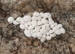 Attēlu rezultāti vaicājumam “Diderma effusum spores”