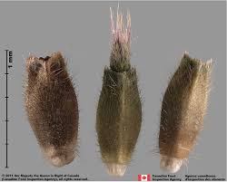 Attēlu rezultāti vaicājumam “Knautia arvensis bud”