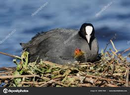 Attēlu rezultāti vaicājumam “Fulica atra adult”