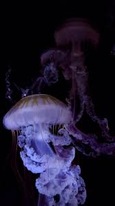 Attēlu rezultāti vaicājumam “Scyphozoa”