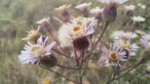 Attēlu rezultāti vaicājumam “Erigeron acris flower”