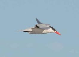 Image result for Sterna acuflavida