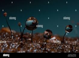 Attēlu rezultāti vaicājumam “Comatricha fragilis macro”