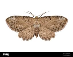 Attēlu rezultāti vaicājumam “Anticollix sparsata”