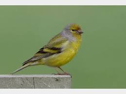 Image result for Carduelis citrinella