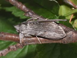 Attēlu rezultāti vaicājumam “Cucullia lucifuga”