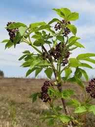Attēlu rezultāti vaicājumam “Sambucus racemosa”