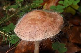 Attēlu rezultāti vaicājumam “Spinellus fusiger”