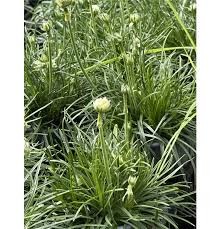 Image result for Grasnelke