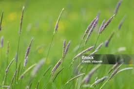 Attēlu rezultāti vaicājumam “Alopecurus pratensis”