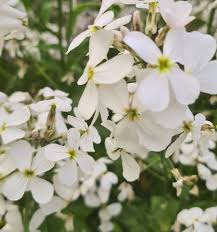 Attēlu rezultāti vaicājumam “Hesperis matronalis”