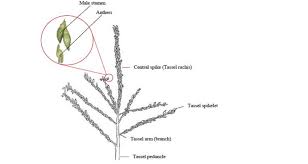 Attēlu rezultāti vaicājumam “Zea mays male flower”