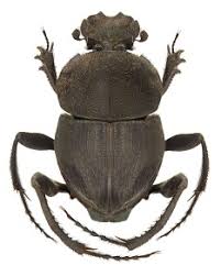 Attēlu rezultāti vaicājumam “Scarabaeidae”