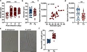 Attēlu rezultāti vaicājumam “Lignydium muscorum plasmodium”
