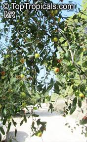 Attēlu rezultāti vaicājumam “Cynosurus cristatus fruit”