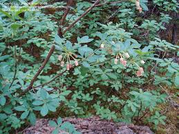 Attēlu rezultāti vaicājumam “Menziesia ferruginea”