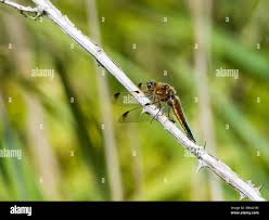 Attēlu rezultāti vaicājumam “Libellula quadrimaculata imago”