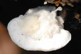 Attēlu rezultāti vaicājumam “Climacocystis borealis”