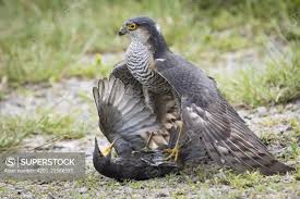 Attēlu rezultāti vaicājumam “Sturnus vulgaris male”