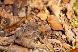Attēlu rezultāti vaicājumam “Myodes glareolus”