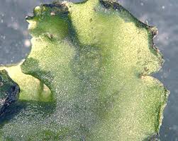 Attēlu rezultāti vaicājumam “Pellia neesiana”