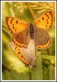 Attēlu rezultāti vaicājumam “Lycaena phlaeas female”