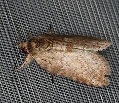 Attēlu rezultāti vaicājumam “Nycteola sp.”