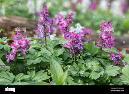 Attēlu rezultāti vaicājumam “Corydalis cava”