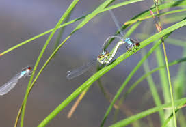 Attēlu rezultāti vaicājumam “Erythromma najas”