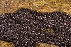 Attēlu rezultāti vaicājumam “Cribraria argillacea”