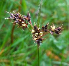 Attēlu rezultāti vaicājumam “Luzula campestris fruit”