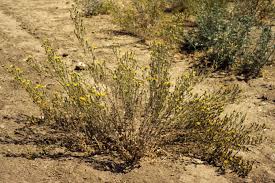 Attēlu rezultāti vaicājumam “Heterotrichia oerstedii (syn. Arcyria oerstedii) sessile”