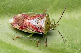 Attēlu rezultāti vaicājumam “Elasmostethus interstinctus”